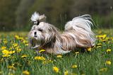 SHIH TZU 267
